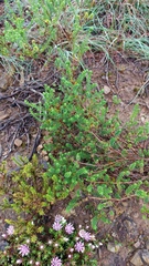 Oedera genistifolia