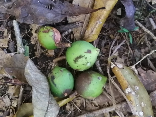 Calophyllum brasiliense - Whole tree