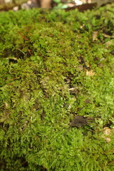 Pelekium versicolor