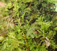 Pelekium versicolor
