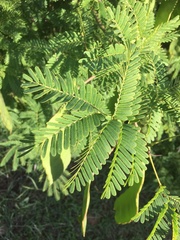Albizia lebbeck