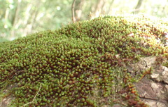 Schlotheimia rufopallens