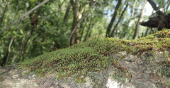 Schlotheimia rufopallens