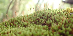 Schlotheimia rufopallens