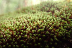 Schlotheimia rufopallens