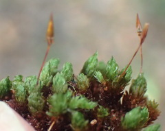 Schlotheimia rufopallens