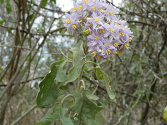 Solanum paniculatum