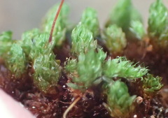 Schlotheimia rufopallens