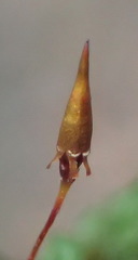 Schlotheimia rufopallens