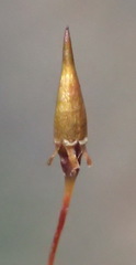Schlotheimia rufopallens