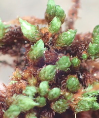 Schlotheimia rufopallens