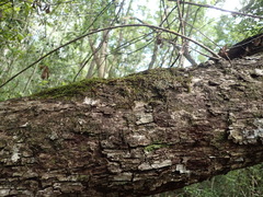 Schlotheimia rufopallens