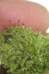 Trichosteleum perchlorosum