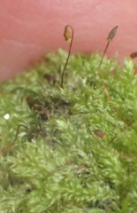 Trichosteleum perchlorosum