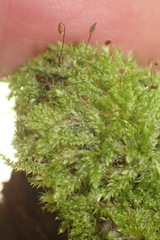 Trichosteleum perchlorosum