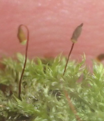 Trichosteleum perchlorosum