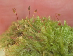 Trichosteleum perchlorosum