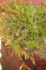 Trichosteleum perchlorosum