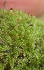 Trichosteleum perchlorosum