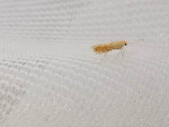 Phyllonorycter quercifoliella