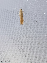 Phyllonorycter quercifoliella