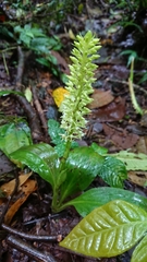 Baskervilla assurgens