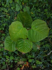 Alchornea latifolia