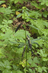 Lilium distichum