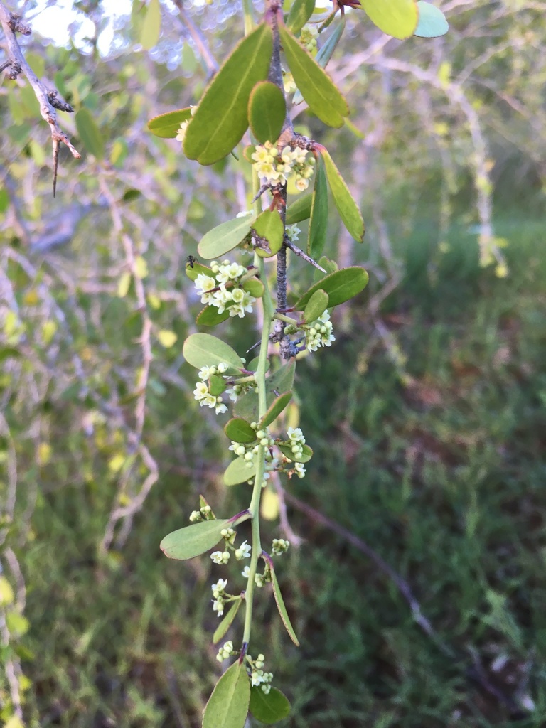 Gymnosporia grossulariae