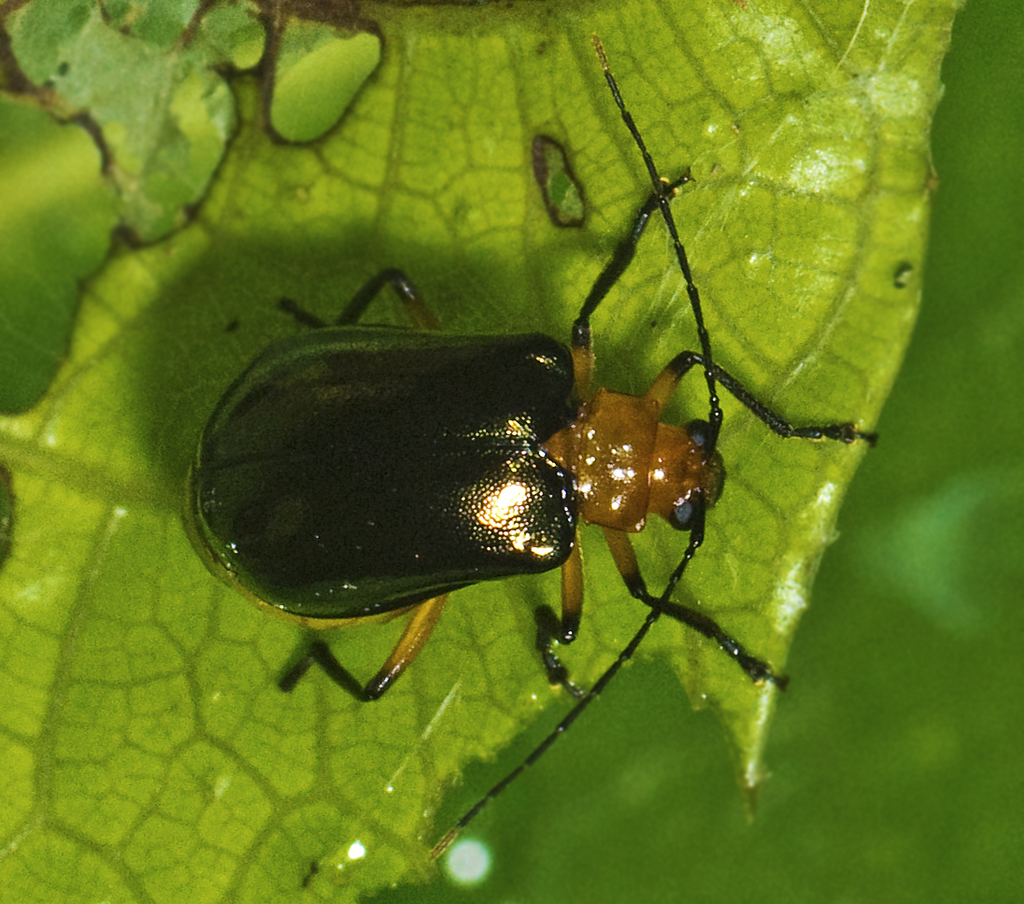 Prasyptera mastersi