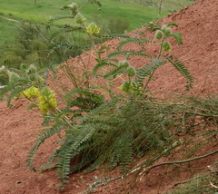 Astragalus alopecuroides image