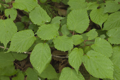 Actinidia kolomikta