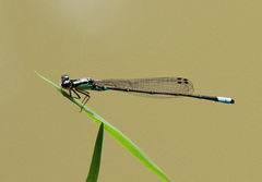 Acanthagrion gracile
