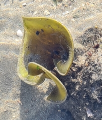 Padina durvillei