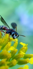 Cerceris blakei