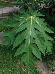 Carica papaya