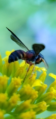 Cerceris blakei