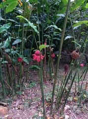Etlingera elatior