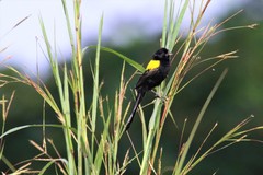 Euplectes macroura