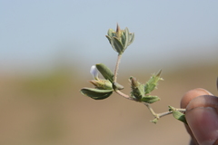 Blepharis maderaspatensis