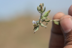 Blepharis maderaspatensis