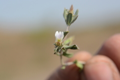 Blepharis maderaspatensis