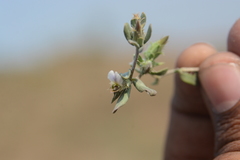 Blepharis maderaspatensis