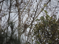 Tamiops maritimus formosanus