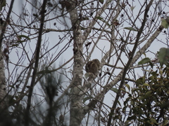 Tamiops maritimus formosanus