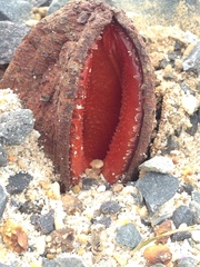 Hydnora africana