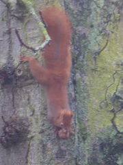 Sciurus vulgaris