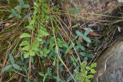 Rhynchosia ciliata