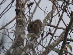 Tamiops maritimus formosanus