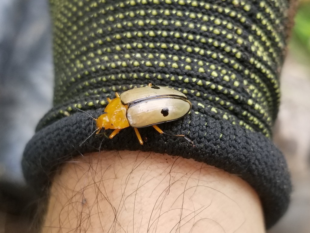 Iphiclus dispilotus